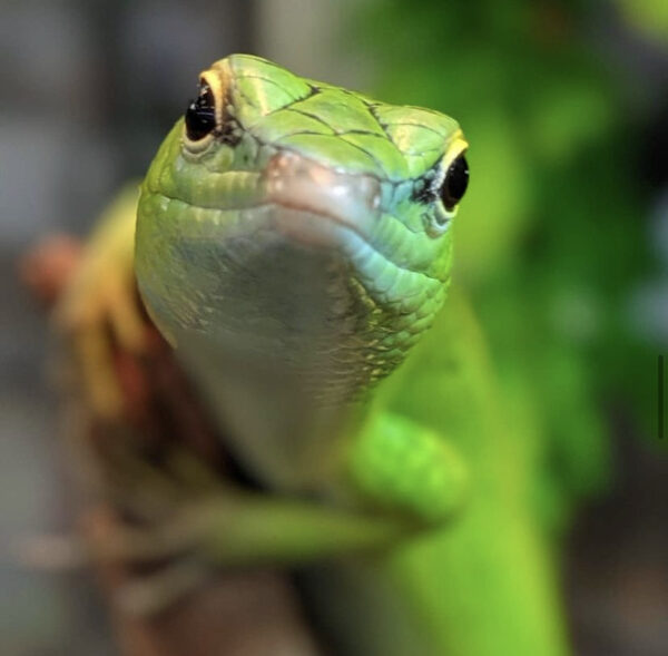 Contact Clint's Reptile Room