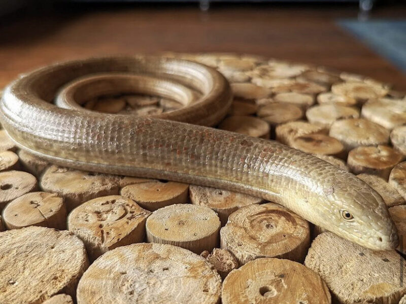 Parties Clint's Reptile Room